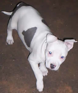 Immortalz Sassy Sally